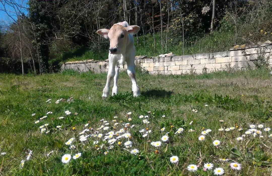 Masseria La Fiorita-1